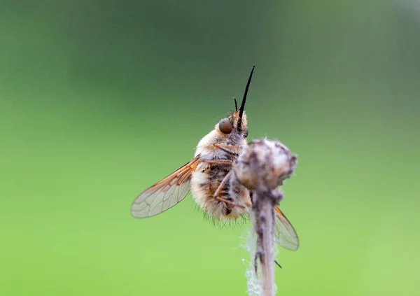 Bombyliidae Родина Мух Загальна Назва Бджолині Мухи Або Камбли — стокове фото