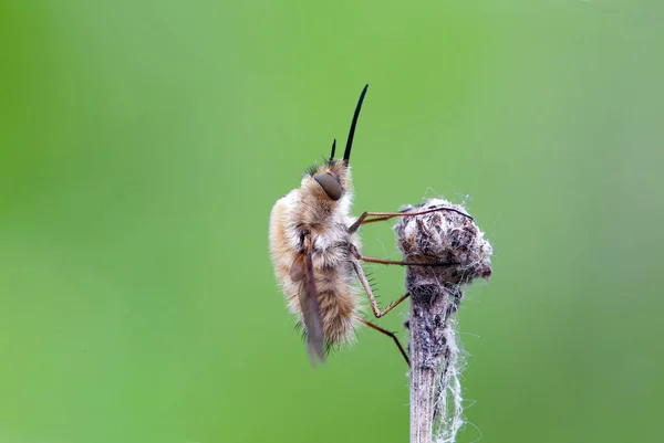 Bombyliidae Family Flies Common Name Bee Flies Humbleflies — Stock Photo, Image