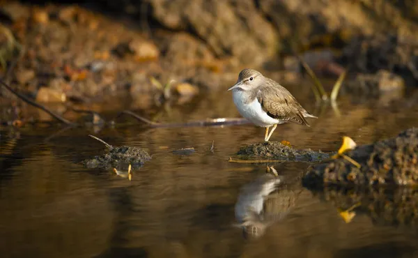 Птах Пісковик Золотій Річці — стокове фото
