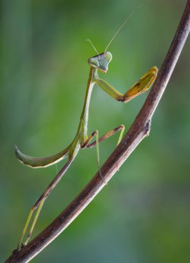 Çalının üzerinde peygamber devesi..