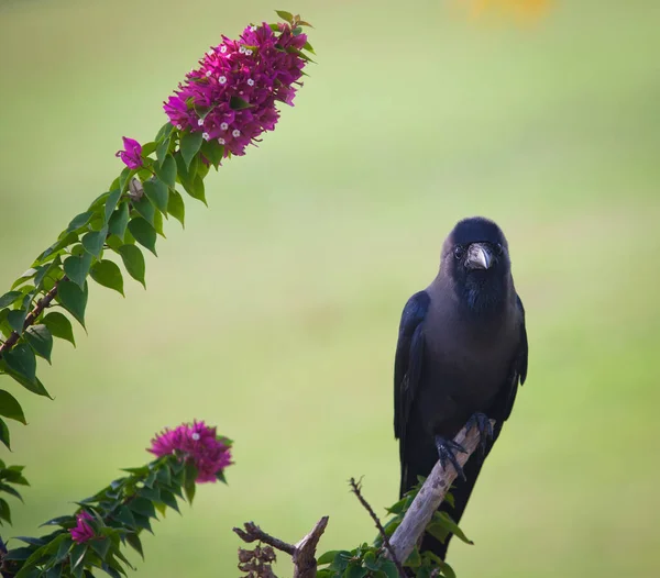 Ravens Shot Goa India — Stock Photo, Image