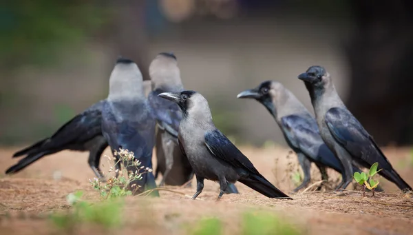 Raven Neergeschoten Goa India — Stockfoto
