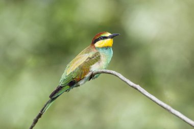 Avrupa arı yiyici (Merops apiaster), arı yiyiciler (Arı yiyen) familyasından bir kuş türü.