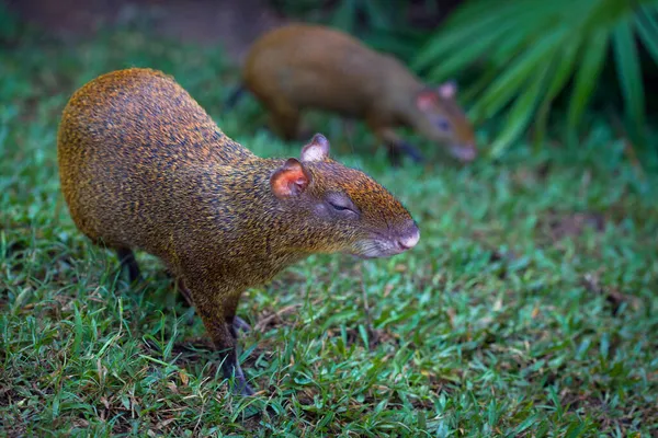 Agouti Een Geslacht Van Zoogdieren Uit Familie Van Cricetidae — Stockfoto