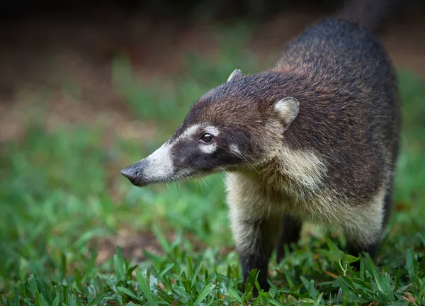 Coati Poloostrova Yucatan — Stock fotografie