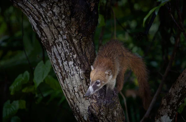 Coati Péninsule Yucatan — Photo