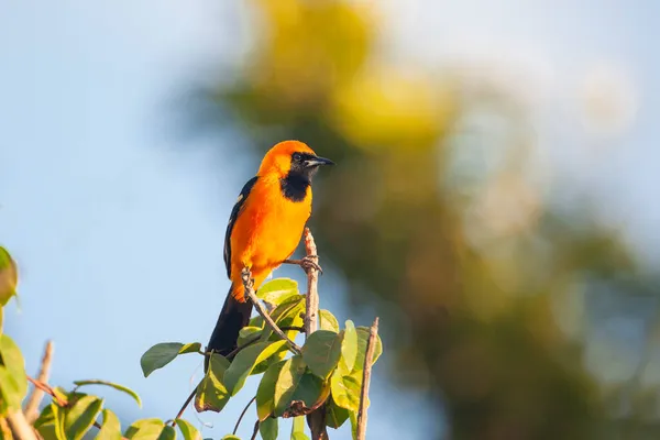 Pirol Der Neuen Welt Auf Der Halbinsel Yucatan Gefilmt — Stockfoto