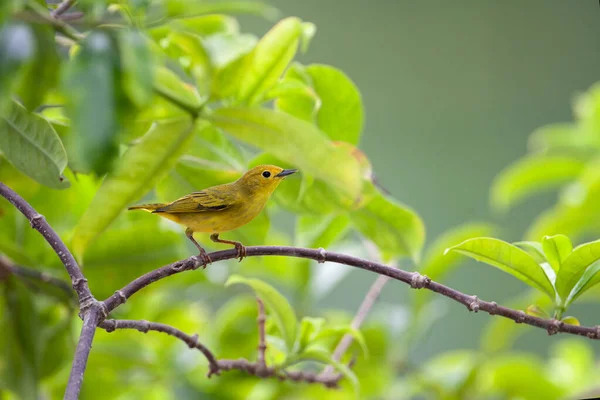 American Yellow Warbler Filmado Península Yucatan — Fotografia de Stock