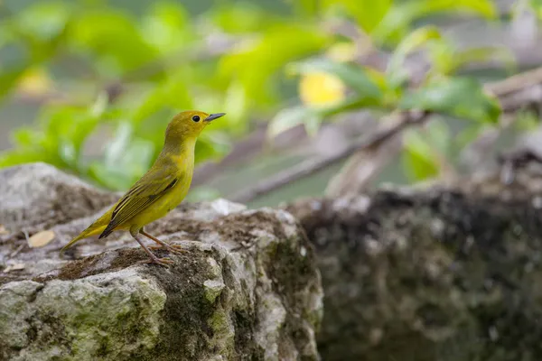 American Yellow Warbler Γυρίστηκε Στη Χερσόνησο Γιουκατάν — Φωτογραφία Αρχείου