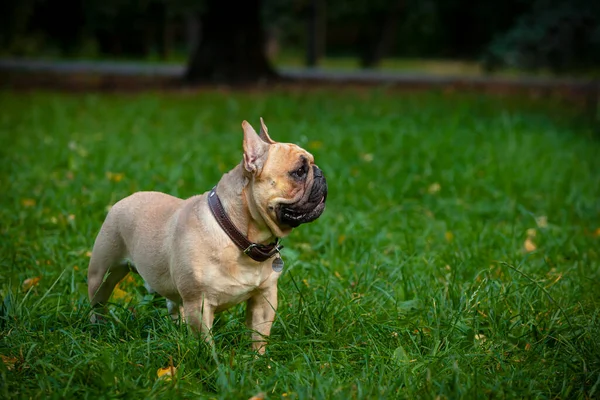 Arkadaşım Dado Adında Fransız Bir Bulldog — Stok fotoğraf