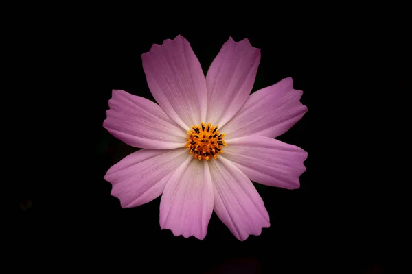 Kozmosz Egy Nemzetség Azonos Közismert Nevével Kozmosz Amely Virágzó Növények — Stock Fotó