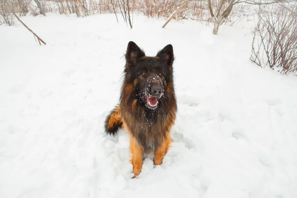 Arkadaşım Jack Adında Bir Alman Çoban Köpeği — Stok fotoğraf