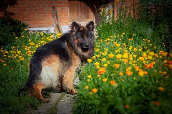 Arkadaşım Jack Adında Bir Alman Çoban Köpeği — Stok fotoğraf