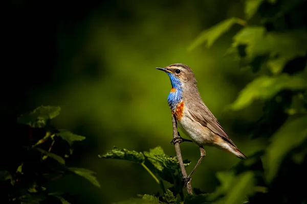 Bluethroat Aves Rússia Central — Fotografia de Stock