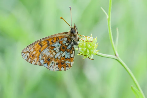 Butterflies Central Part Russia Morning Awakening — Stock Photo, Image