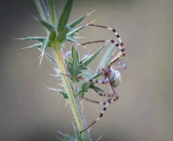 Argiope Rufescens Een Spinnensoort Taxonomische Indeling Van Wespen Erebidae — Stockfoto