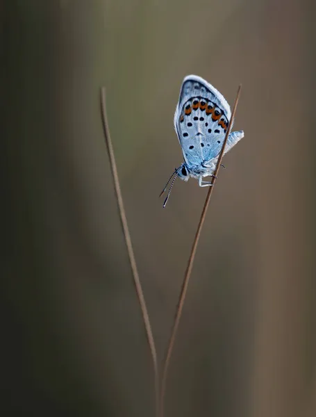 Schmetterlinge Aus Dem Zentralen Teil Russlands Morgendliches Erwachen — Stockfoto