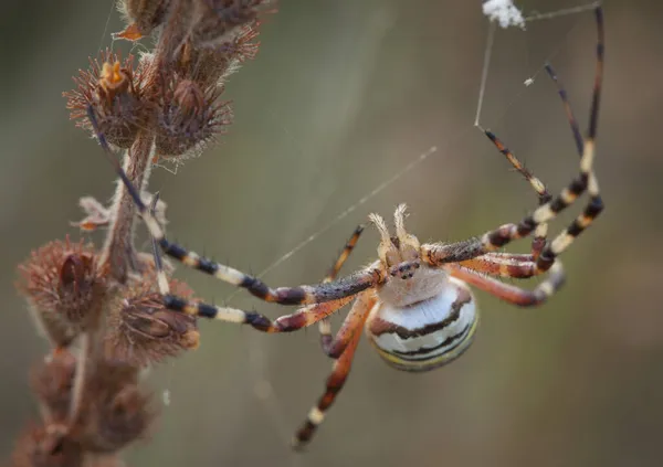Argiope Bruennichi Orta Avrupa Bulunan Bir Örümcek Türü — Stok fotoğraf
