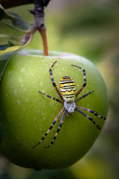 Argyope Bruennici Örümceği Örümcek Arısı Elma Üzerinde — Stok fotoğraf