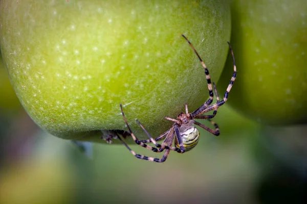 Argyope Bruennici Örümceği Örümcek Arısı Elma Üzerinde — Stok fotoğraf