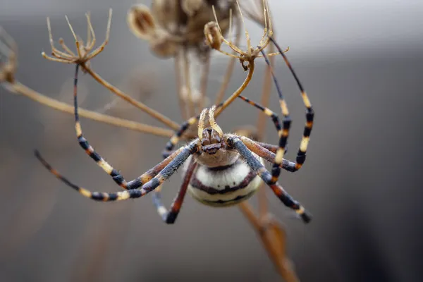 Argiope Bruennichi Orta Avrupa Bulunan Bir Örümcek Türü — Stok fotoğraf