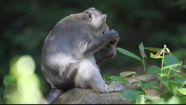 Μαϊμού Τρώει Ένα Καρύδι Κινηματογραφήθηκε Στην Καμπότζη — Αρχείο Βίντεο