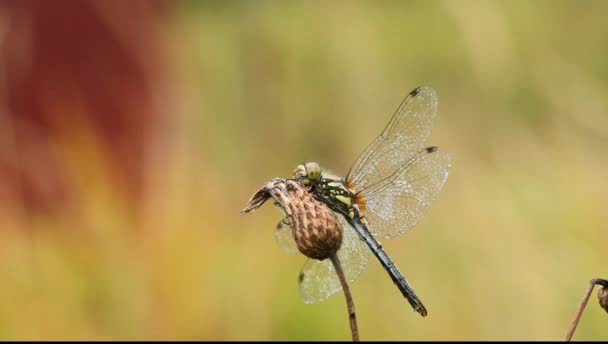Dragonflies Της Κεντρικής Ρωσίας Πρωινή Αφύπνιση — Αρχείο Βίντεο