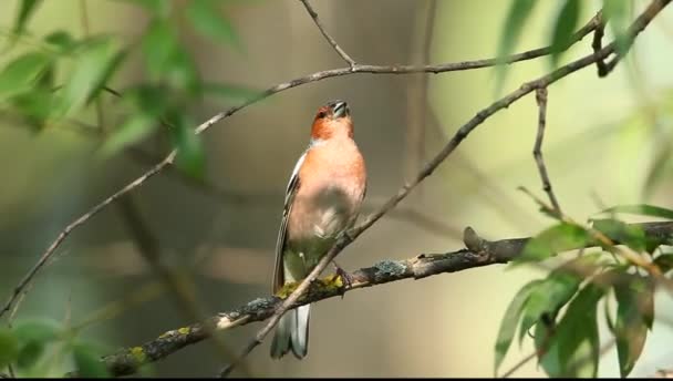 Ptak Rodziny Ziębowatych Songbird — Wideo stockowe