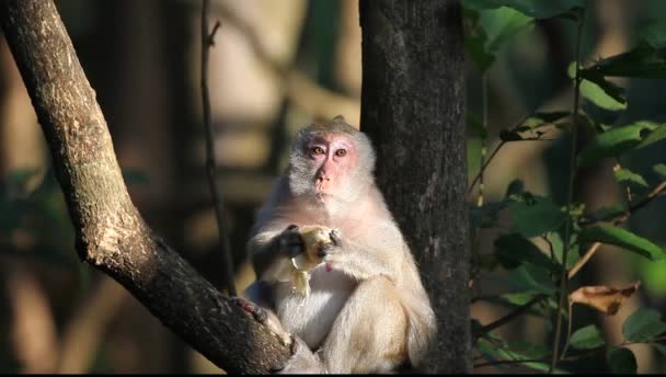 Monkey Sitting Tree Eating Pamela — Stock Video