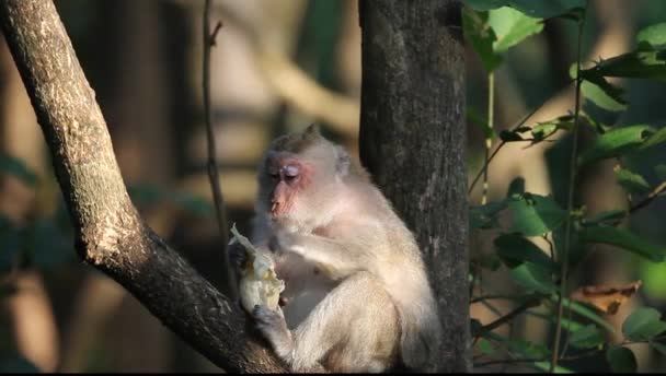 Macaco Sentado Uma Árvore Comendo Pamela — Vídeo de Stock