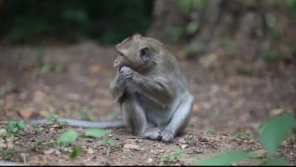 Macaco Está Roer Uma Noz Filmado Camboja — Vídeo de Stock