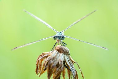 Orta Rusya 'nın yusufçukları. Sabah Uyanışı