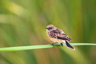 Whinchat (Saxicola rubetra) küçük göçmen bir kuştur. 