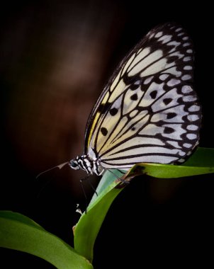 Güneydoğu Asya 'nın kelebekleri. Phuket 'te çekildi