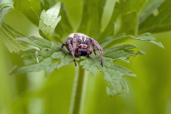 Araneus Ortak Küre Dokuma Örümcekler Dır — Stok fotoğraf