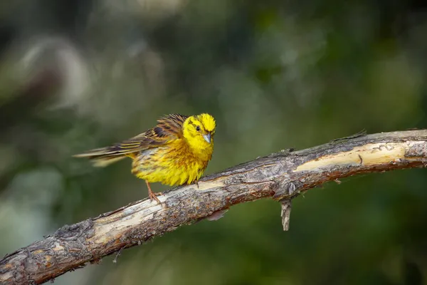 Emberiza Citrinella 是一种杂交鸟类 — 图库照片