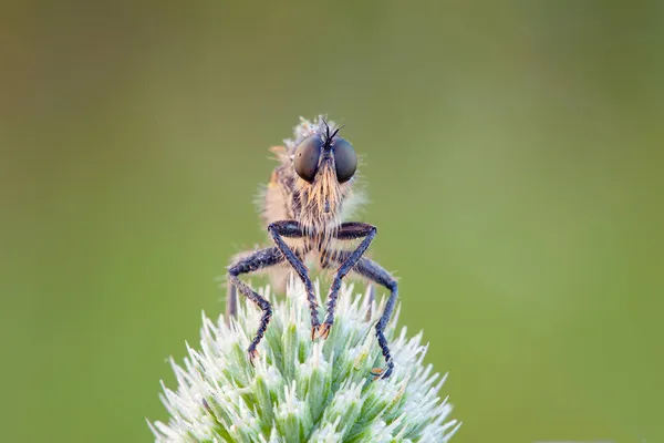 Asilidae Robber Fly Family Also Called Assassin Flies — Stock Photo, Image
