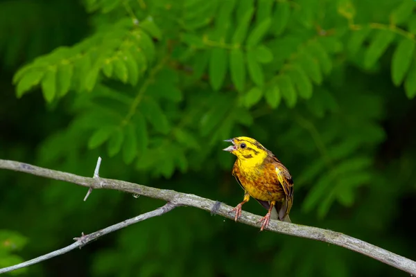 Fouetteur Jaune Emberiza Citrinella Est Passereau — Photo