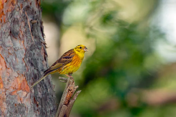 Fouetteur Jaune Emberiza Citrinella Est Passereau — Photo