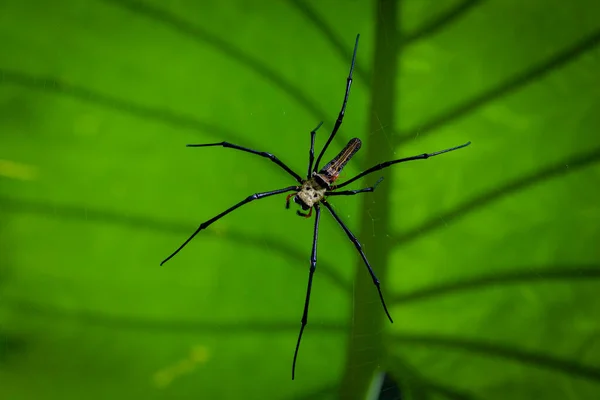 Arkaplanda Yeşil Palmiye Yaprağı Olan Örümcek — Stok fotoğraf