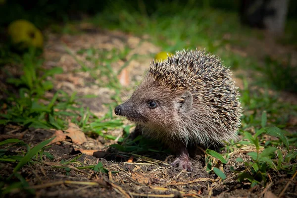Hedgehog Garden Filmed Kuban — Stock Photo, Image