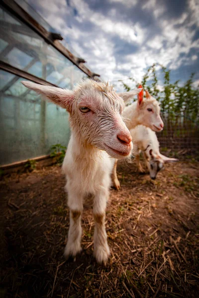 Goats Village Kozlovka — Stock Photo, Image