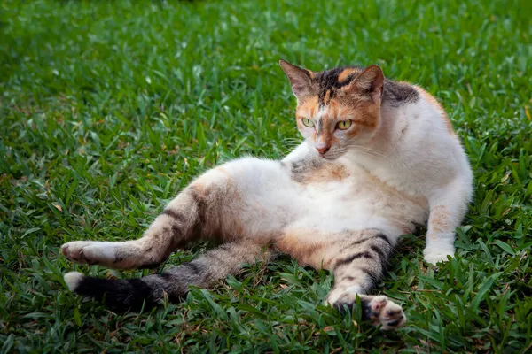 Gatos Callejeros Parques Ciudades Rusas — Foto de Stock