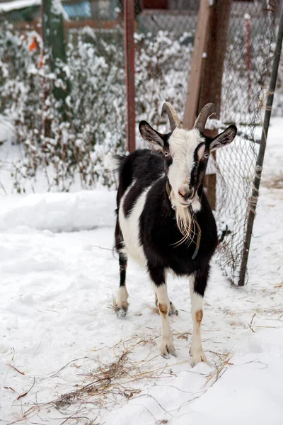Goat Walks Snow — Stock Photo, Image