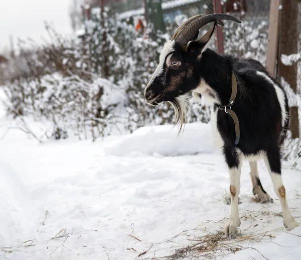 Koza Chodzi Śniegu — Zdjęcie stockowe