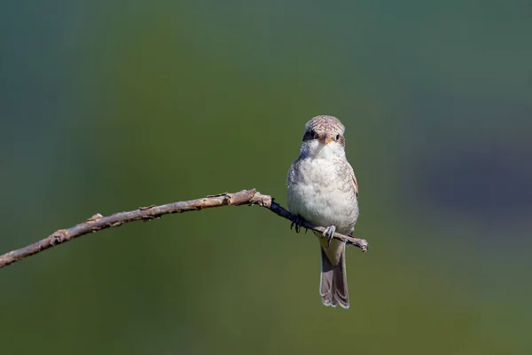 Der Neuntöter Lanius Collurio Ist Ein Fleischfressender Passantenvogel Und Mitglied — Stockfoto