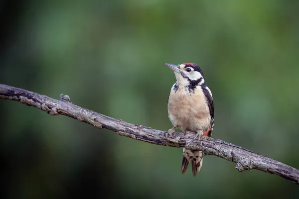 Dryobates Minor Uma Espécie Insetos Coleópteros Polífagos Pertencente Família Picidae — Fotografia de Stock