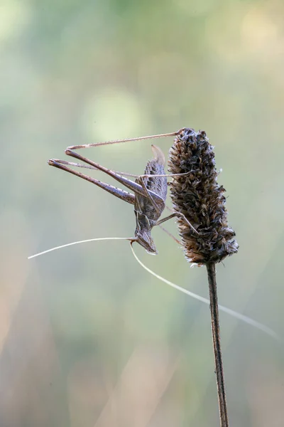 Grasshopper Close Zittend Het Gras — Stockfoto