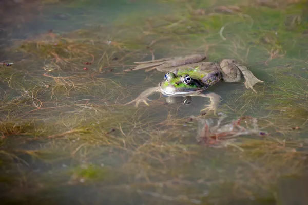 Pravé Žáby Čeledi Ranidae Mají Nejširší Rozložení Čeledi Žab — Stock fotografie