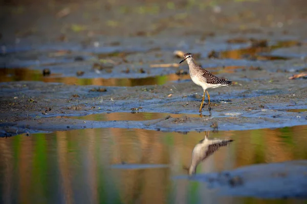 Common Sandpiper Actitis Hypoleucos Small Palearctic Wader — Stock Photo, Image